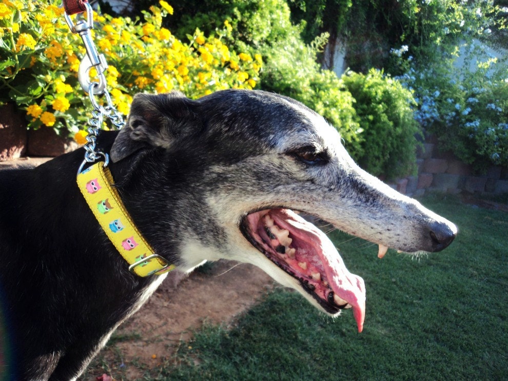 Martingale Collar Upgrade Chain loop - to convert a 3/4" or 1" Quick Release collar to a chain Martingale upgrade