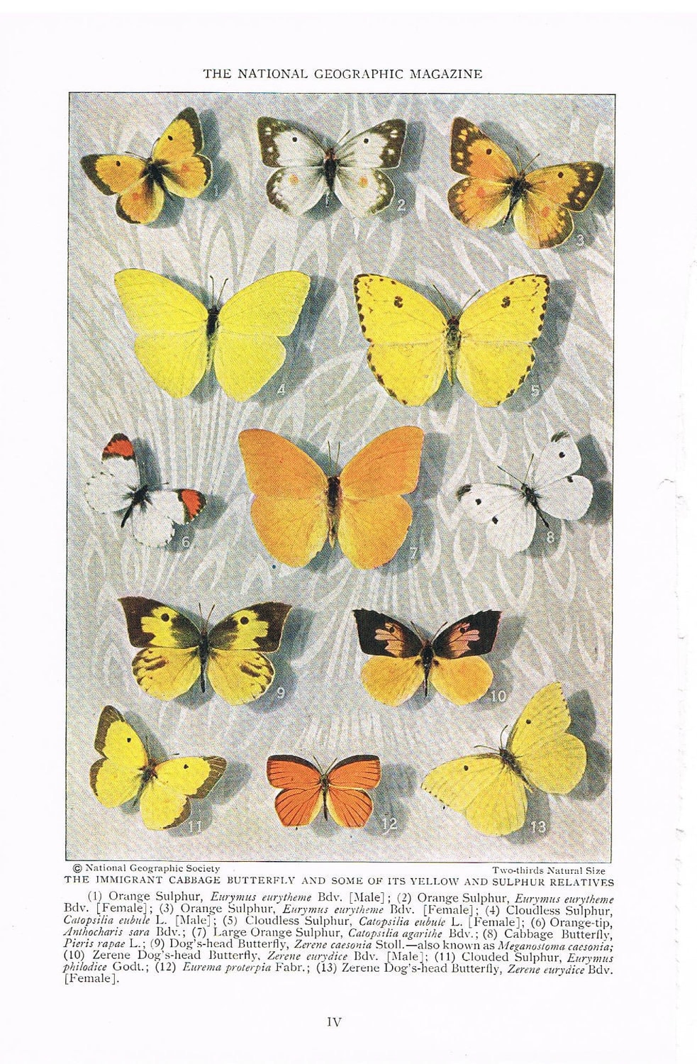 Antique 1927 Butterfly Print, Paper Ephemera, Species Identification Full Page Color Illustration, Home Decor, Art for Framing (IV) - YesterdaysSilhouette