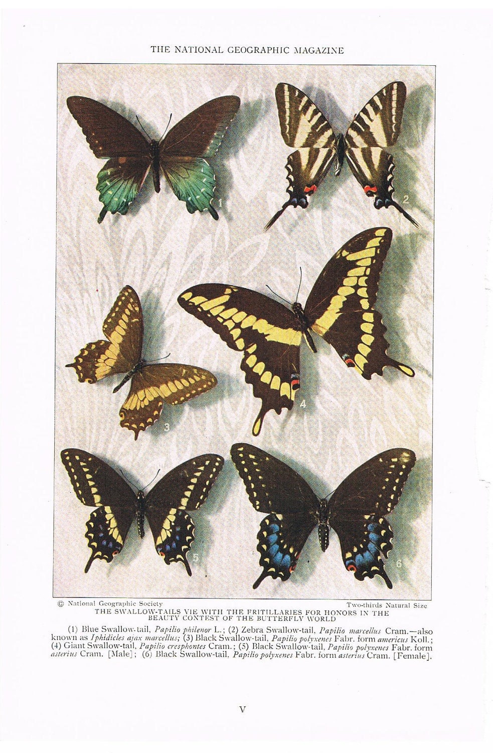 Antique 1927 Butterfly Print, Paper Ephemera, Full Page Color Illustration, Collage Supplies, Home Decor, Art for Framing (V)