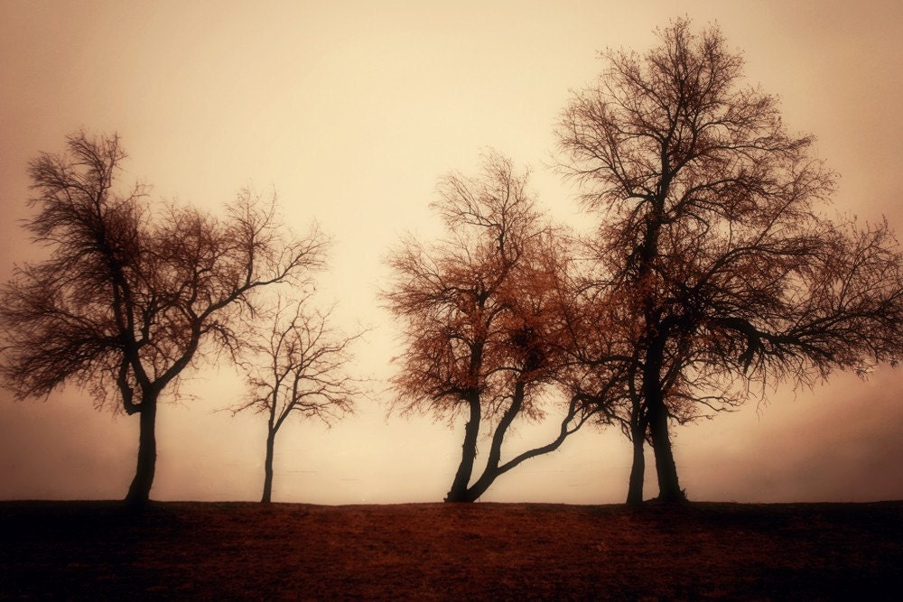 Trees simultaneously dark and uplifting Fine Art Photo 8x12