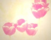 Hazy Pink Tulips Fine Art 8x8 Metallic Dream Like Photo Print