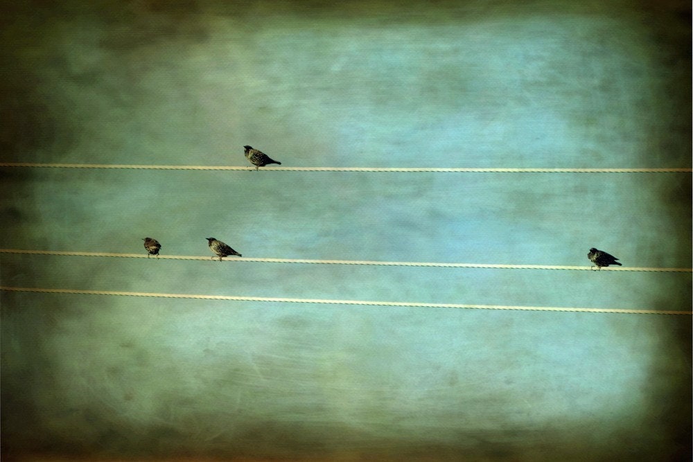 Teal Gothic Birds on a Power Line Fine Art photo Metallic photograph Print 8x12