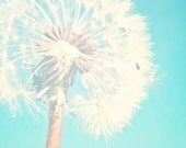 Soft Pastel Blue Dandelion White Flower Fine Art Metallic Photo Print 5x5