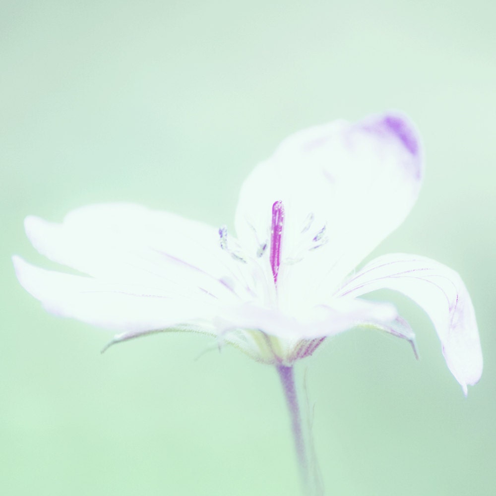 Hazy white and purple flower Fine Art 8x8 Metallic Dream Like Photo Print
