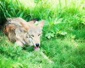 Tired Wolf Fine Art Photo 8x12