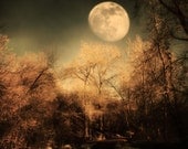 Dark Trees and  Moon 8x12 Fine Art Metallic Photo