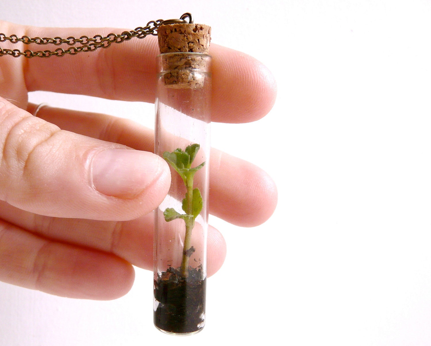 Vial necklace terrarium plant ( green, nature, living, ecosystem, forest, woodland ) 14