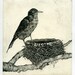 Robin at Nest, Original Aquatint Etching