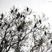 FREE SHIPPING: A Murder of Crows, Fine Art Photography Print 8x10 - Ready to Ship