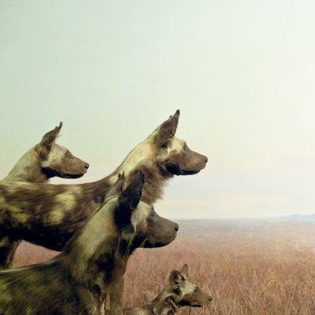 Animal Photograph, Wild Dogs, Fine Art Photography, Animal wall art