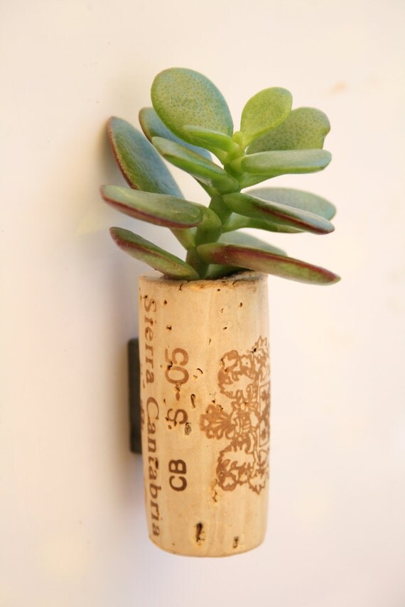 Succulent Cork Magnet,  Sierra Jade