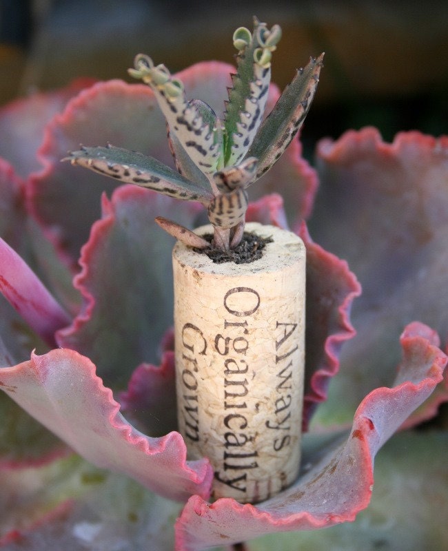 Succulent Cork Magnet, Organic Kalanchoe