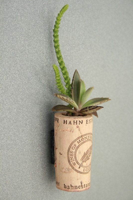 Succulent Cork Magnet, Monterey
