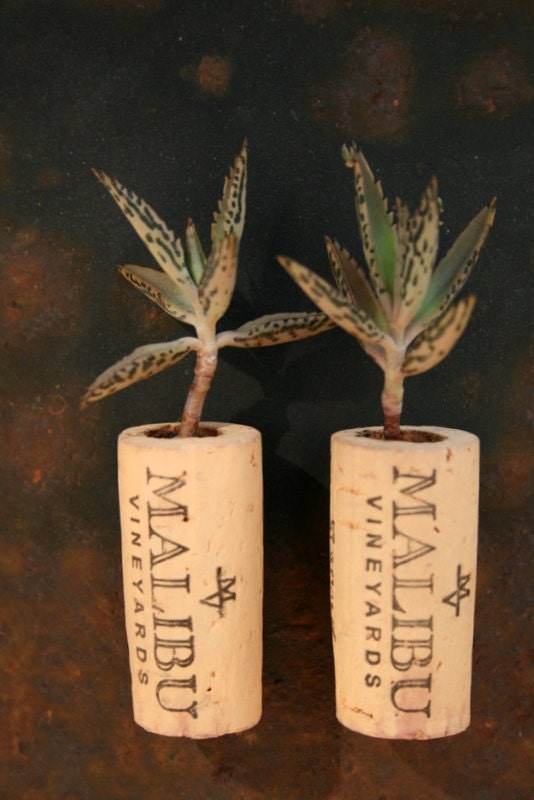 Succulent Cork Magnets, Malibu Set of 2