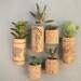 CUSTOM Order for ranbo Succulent Cork Magnets, Mixed Sets