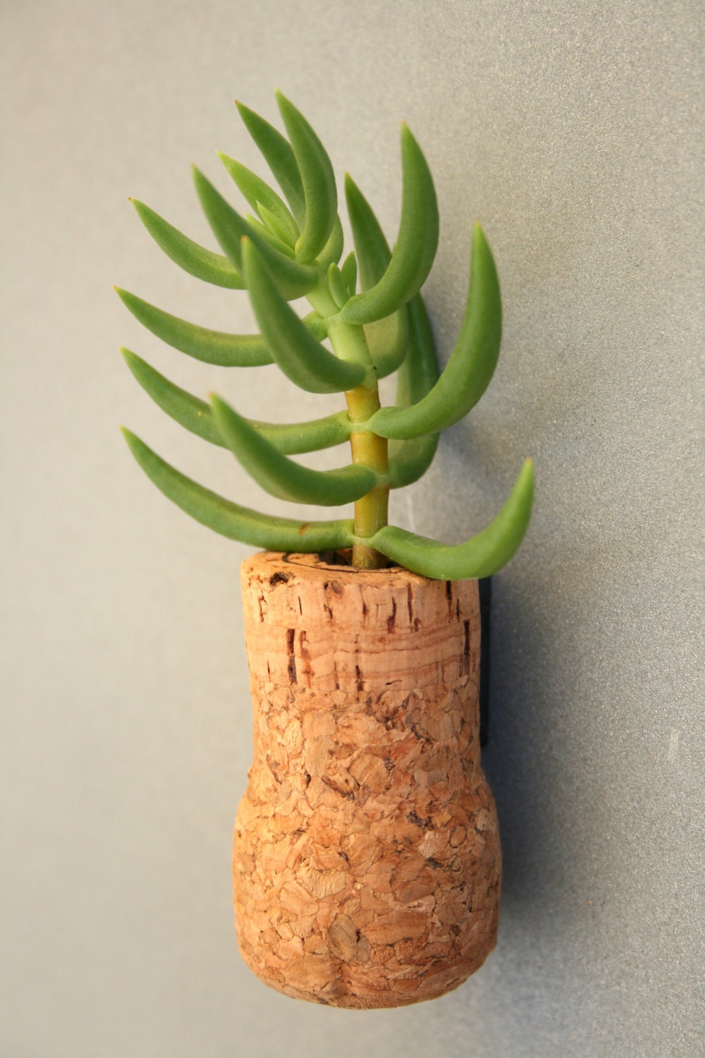 Succulent Cork Magnet, Pine Tree Champagne