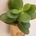 Succulent Cork Magnet,  Sierra Jade