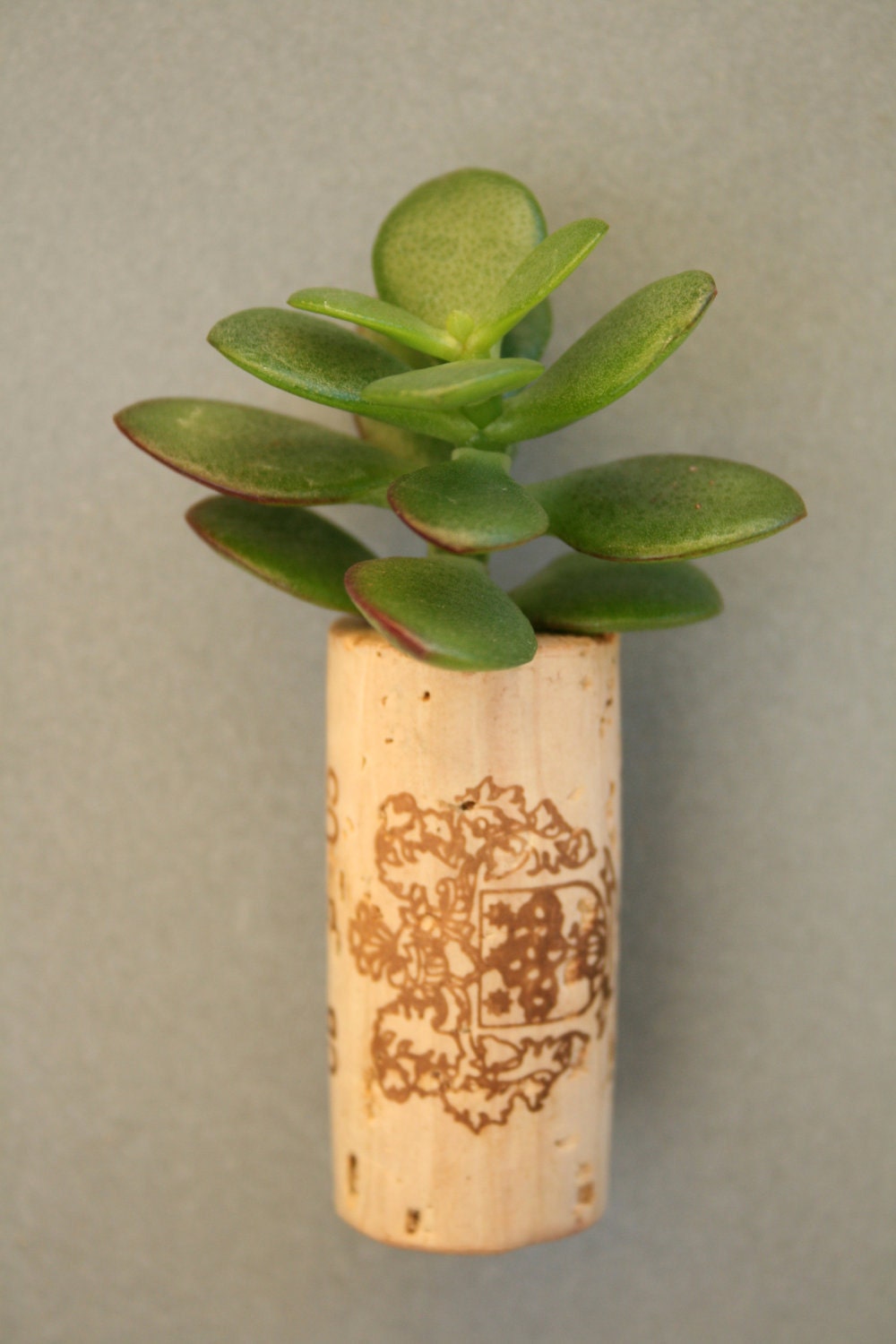 Succulent Cork Magnet,  Sierra Jade