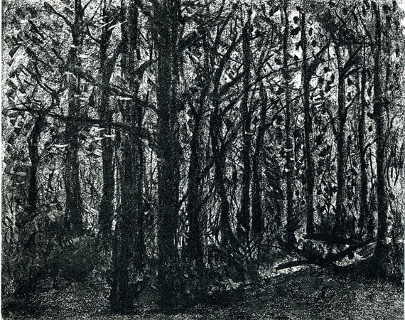 Almost abstract 'Jennie and Frank's wood'. Charcoal Drawing. Limited edition print one of only 25.