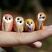 Yellow Pygmy the Clay Owl: Harry Potter Inspired Owlery