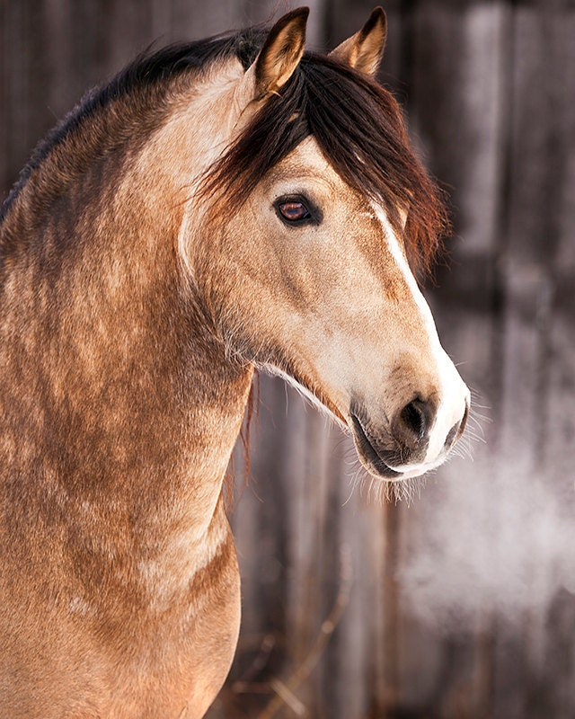 Midas, welsh cob stallion - 8x10 fine art print