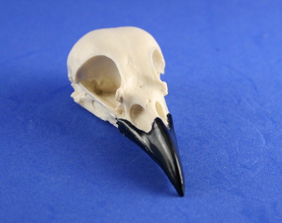 handmade replica magpie skull