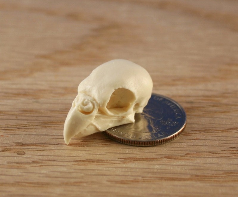 parakeet bird skull replica