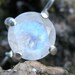 Rainbow Moonstone Earrings, Sterling Silver Earrings, Sparkle Moonstone jewelry, 8mm round faceted moonstone Earrings