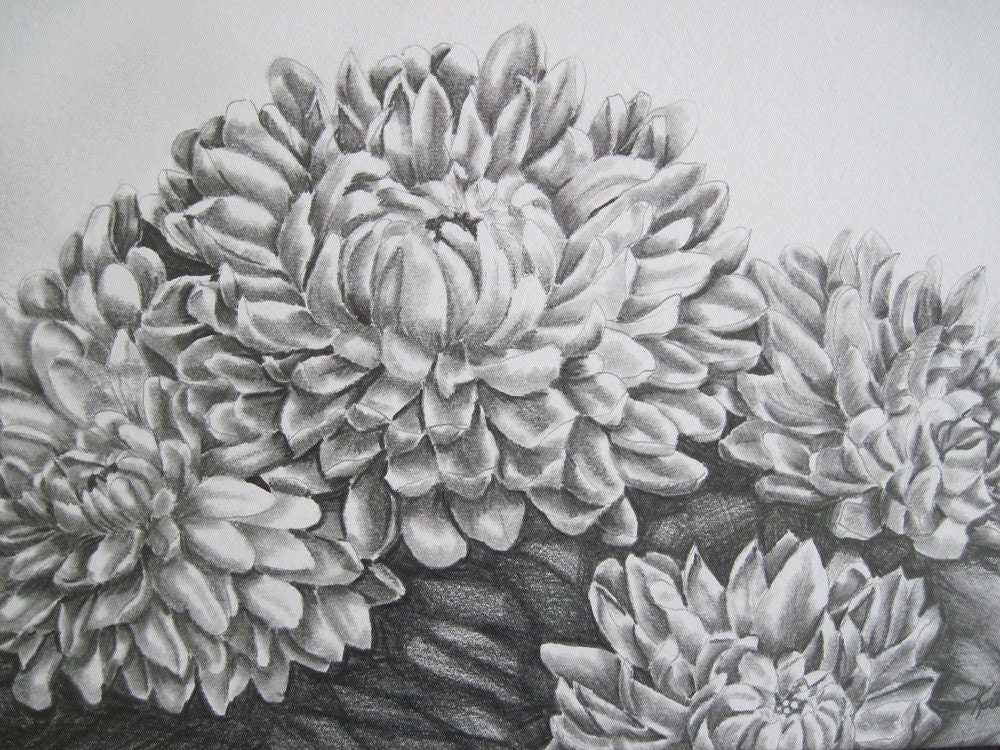 Mums Original Drawing Chrysanthemums 13 x 10 Matted by sibstudio