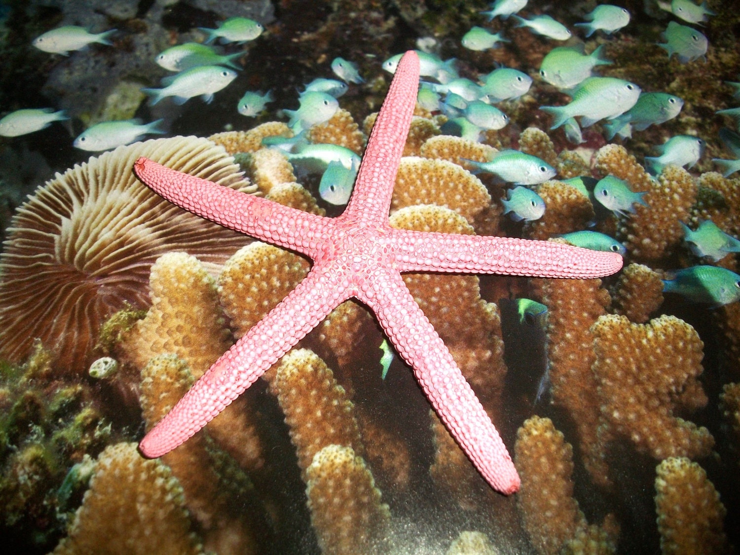 Pink Fingers Starfish Bobby Pin for a Beach Bride Perfect Accessory for Beachside Wedding Mermaid Hair