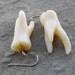 Tooth earrings with surgical steel hook. Very realistic human molars with three roots (handmade replicas)