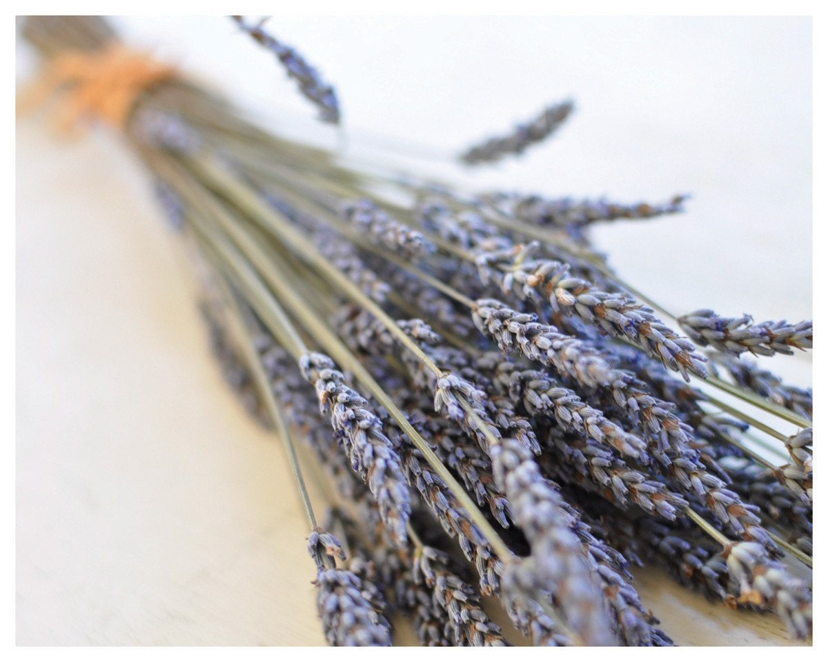 Bunch of Lavender - Fine Art Photograph 8 x 10