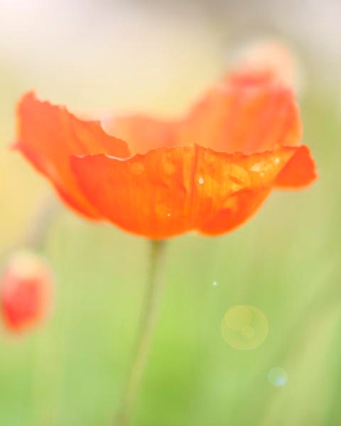 Poppy Flower Print, Orange, Green, Spring, Fresh, Bright, Colorful, Poppy Flower Print, Orange Home Decor