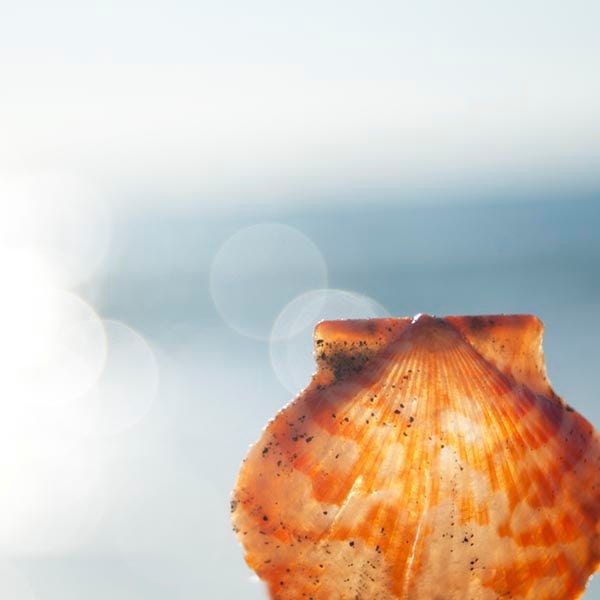 SALE Seashell Photograph-Blue Wall Decor, Beach Home Decor, Beach Photography, Seashell Photography 8x8 Print
