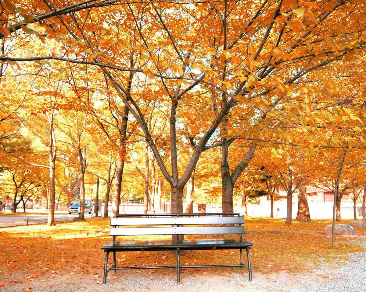 Autumn Photography, Fall Leaves, Fall Photograph, Autumn Decor, Orange, Park Bench, Landscape Photograph, 8x10