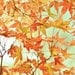 Fall Leaves Photography-Nature Photograph, fall home decor, harvest, autumn photography, nature photograph, maple leaves, crisp leaves