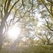 Tree Photography- Rustic Home, Fall, Outdoors, Fine Art Nature Photography, Green, Brown, Yellow, Sunshine 8x12 Print