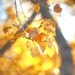 Autumn Photography- Yellow Wall Art, Yellow Wall Decor, Harvest Gold, Fall Leaves-Woodland, Rustic Home Decor, Yellow Home Deocr,
