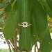 Love Knot Ring