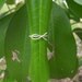 Ichthus. Christian Fish Ring