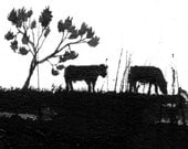 Graze - Original Ink Drawing
