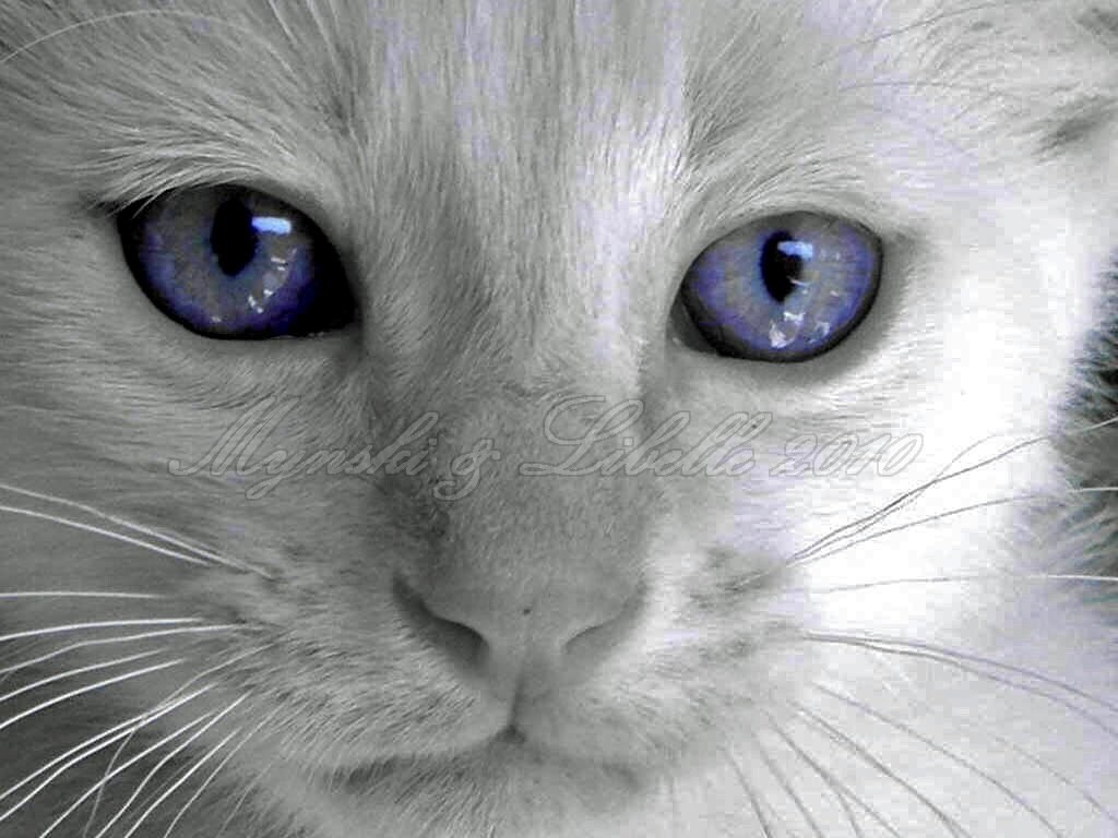 blue siamese