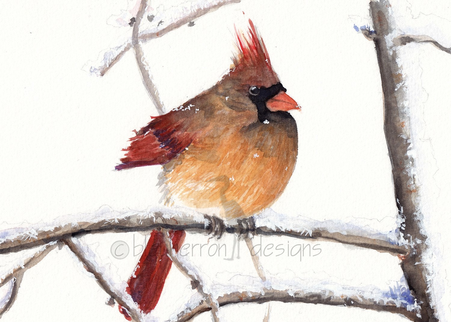 red cardinal- Mrs Cardinal- 5x7 watercolor print - bleuherron