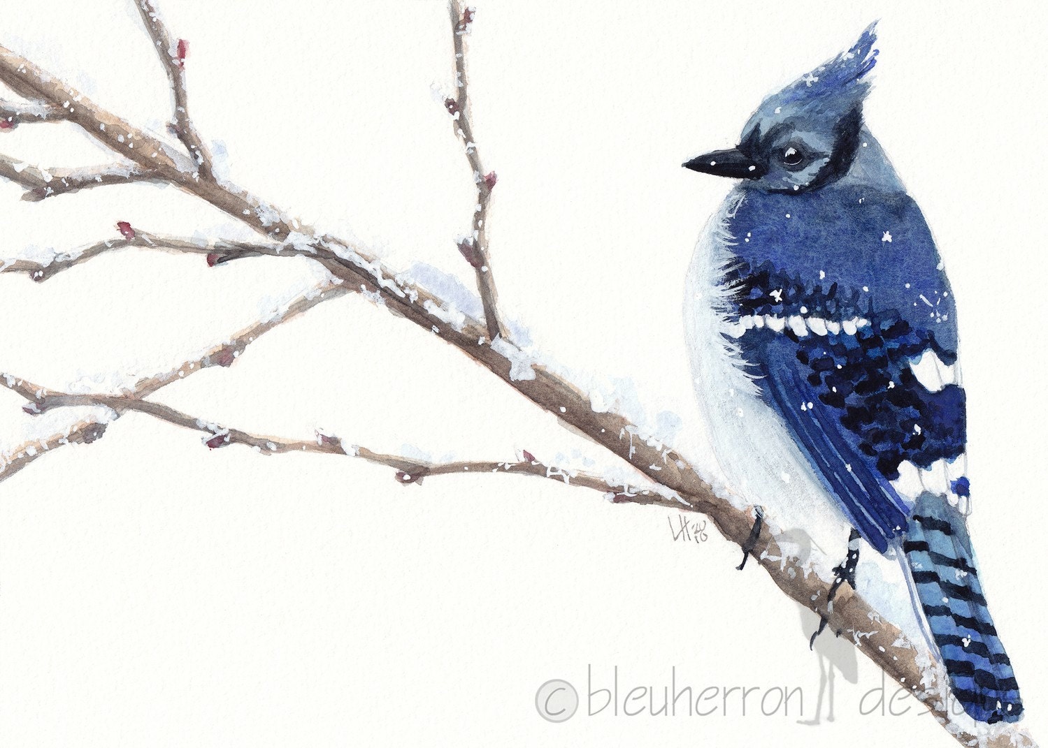 watercolor bird- Blue Jay- 5x7 print