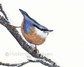 blue bird painting- Nuthatch - 5x7 watercolor print
