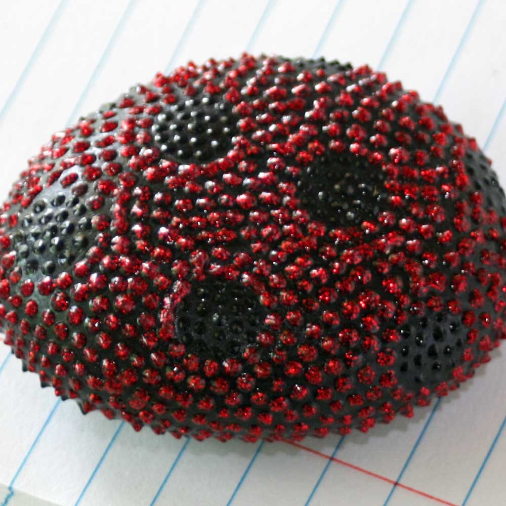 Lady Bug Dot Hand Painted Rock