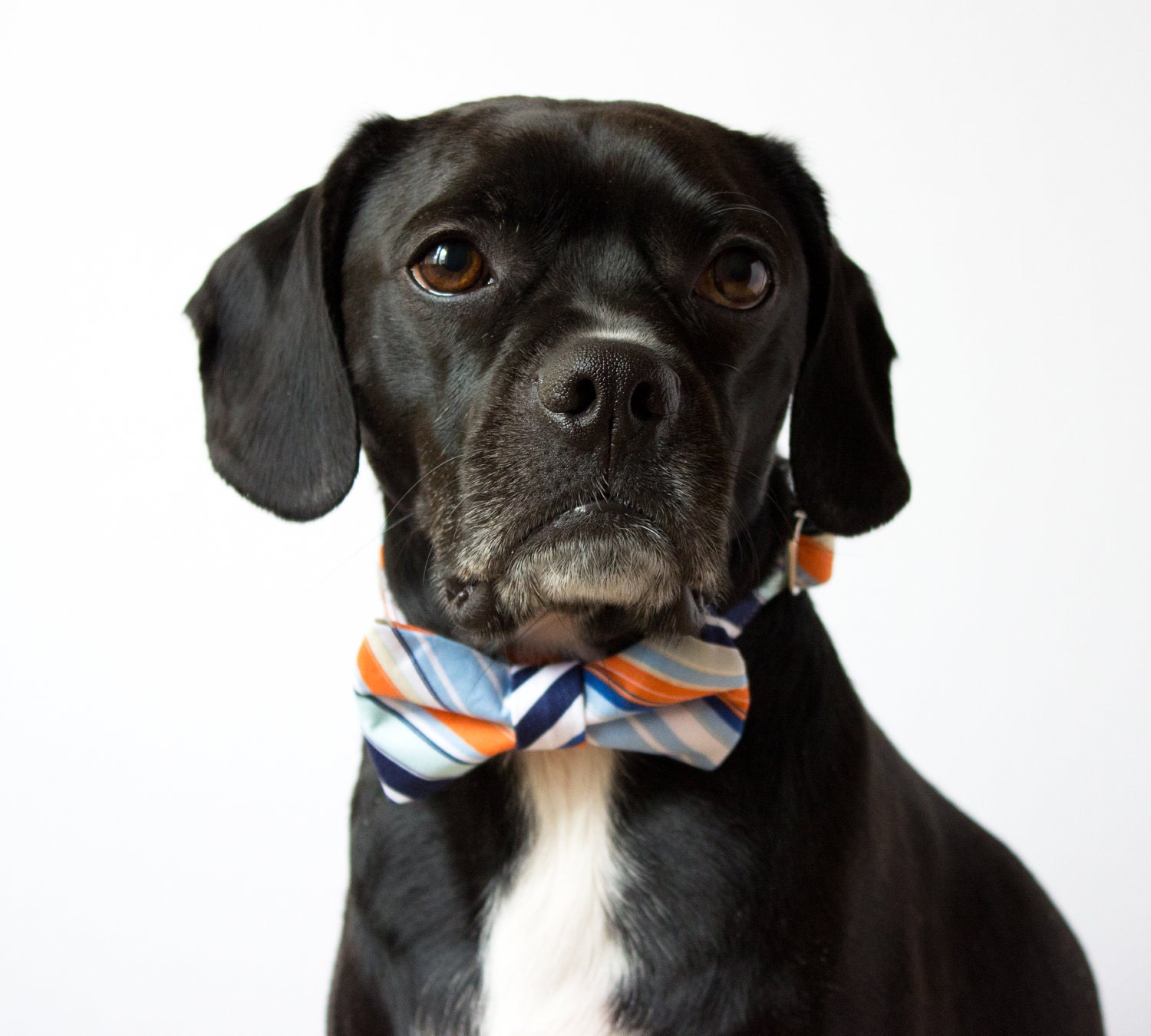 Nautical Stripes Bowtie Dog Collar