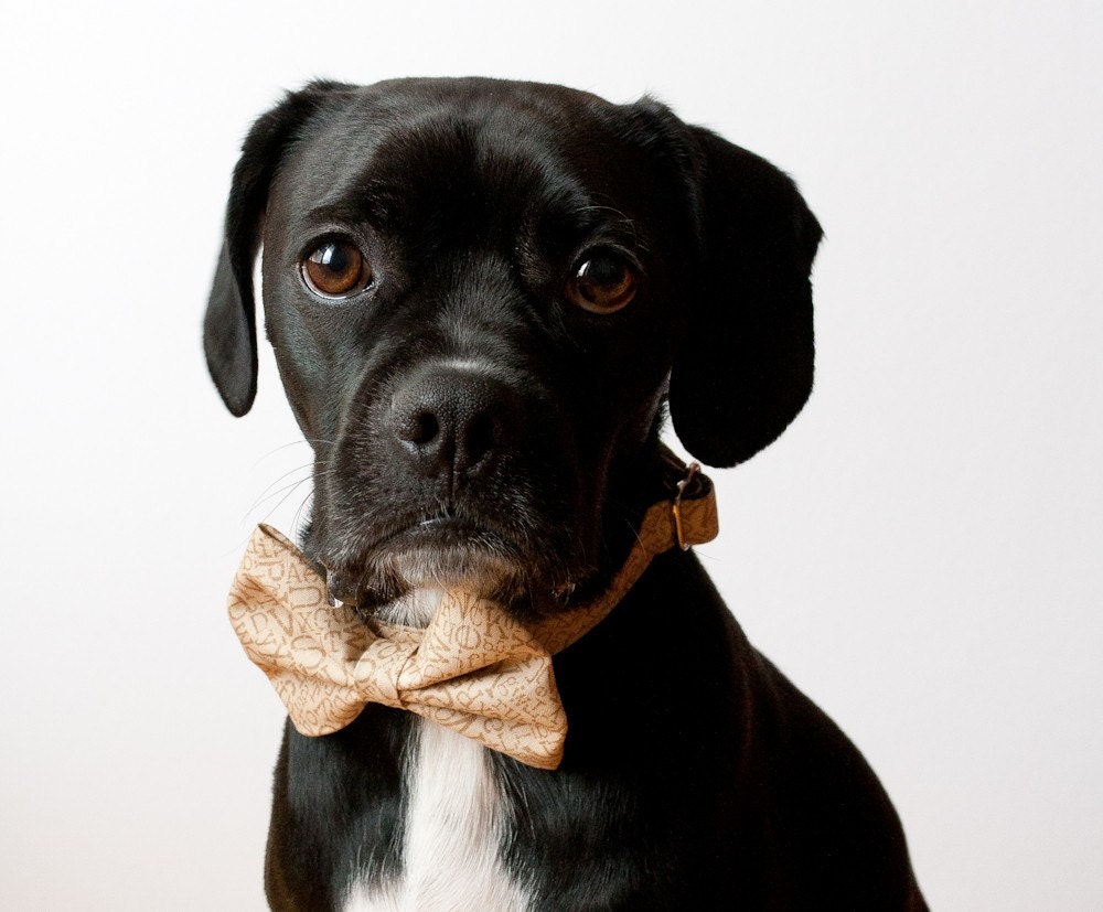 Oatmeal Alphabet Bow Tie Dog Collar