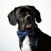 Navy Blue Polka Dot Bow Tie Dog Collar
