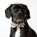 Nautical Stripes Bowtie Dog Collar